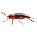 kecoa kecoa