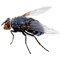 Hama Lalat Circle Pest Hama Lalat Circle Pest
