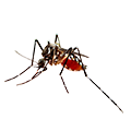 Hama Nyamuk Circle Pest Hama Nyamuk Circle Pest