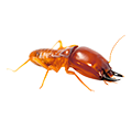 Hama Rayap Circle Pest Hama Rayap Circle Pest