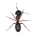 Hama Semut Circle Pest Hama Semut Circle Pest