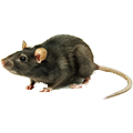 Hama TIkus Circle Pest Hama TIkus Circle Pest